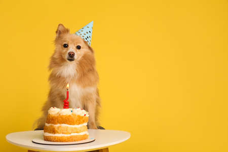 Cute dog wearing party hat at table with delicious birthday cake on yellow background. Space for textの写真素材