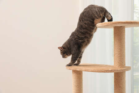 Beautiful pet on cat tree at home. Space for textの写真素材