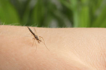 Mosquito on human's skin against blurred green background, closeupの写真素材