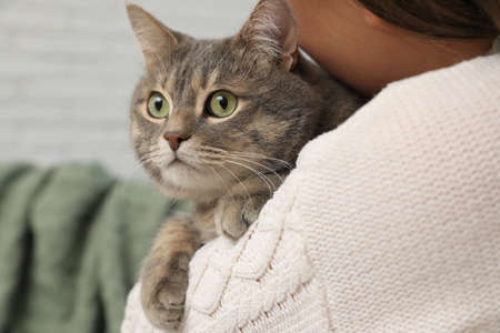 Woman holding her cat at home, closeup. Cute pet