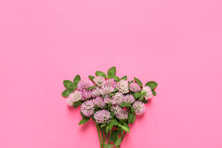 Beautiful clover flowers on pink background, flat lay. Space for textの写真素材