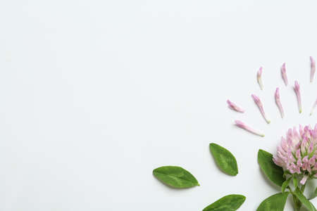 Composition with beautiful clover flower, petals and leaves on white background, top view