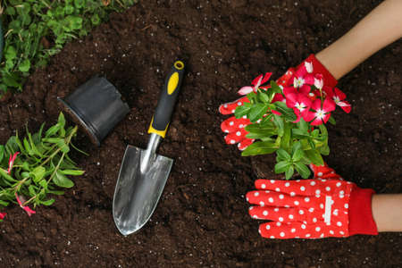 Woman transplanting beautiful pink vinca flower into soil, closeup