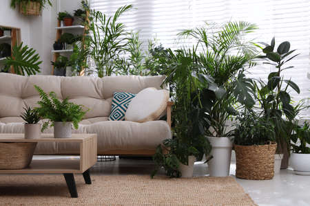 Stylish room interior with comfortable sofa and beautiful potted plants. Lounge zoneの写真素材