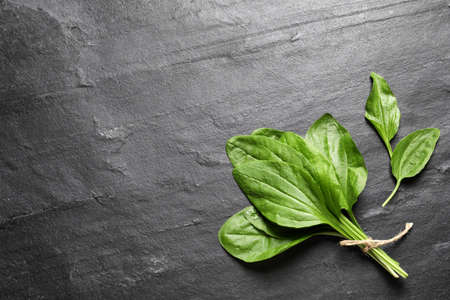 Broadleaf plantain leaves on black slate table, flat lay. Space for text
