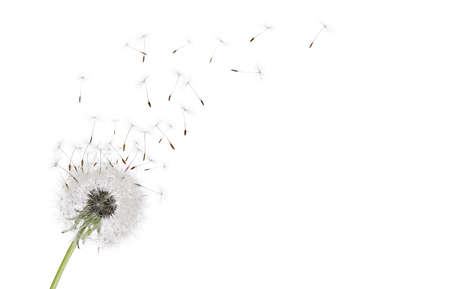 Beautiful puffy dandelion blowball and flying seeds on white backgroundの写真素材