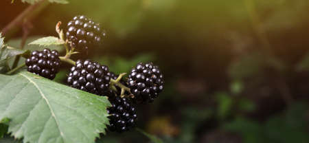 Branch with blackberries on bush in garden, closeup