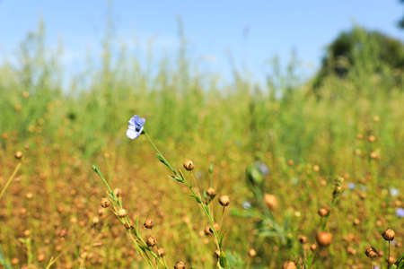 Flax plants with beautiful flower and dry capsules in field on sunny dayの写真素材