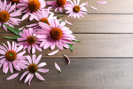 Beautiful blooming echinacea flowers, petals and leaves on wooden table. Space for textの写真素材