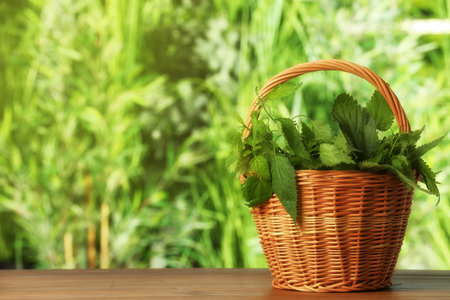 Fresh nettle in wicker basket on wooden table outdoors, space for textの写真素材