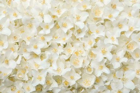 Beautiful white jasmine flowers as background, top viewの写真素材