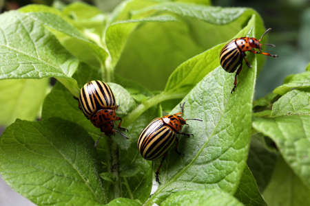 Colorado potato beetles on green plant outdoors, closeupの写真素材
