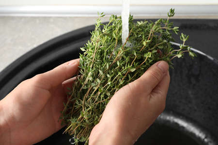 Woman washing aromatic thyme in sink, closeupの写真素材