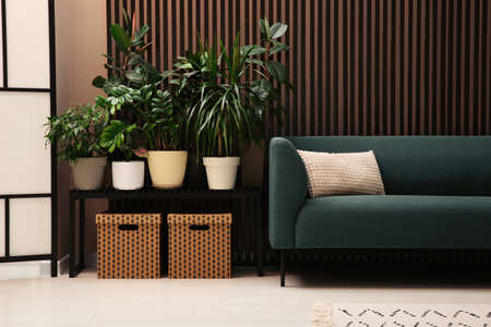 Stylish living room interior with many beautiful houseplantsの写真素材