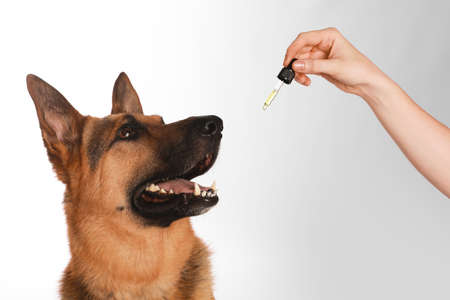 Woman giving tincture to German Shepherd dog on white background, closeupの写真素材