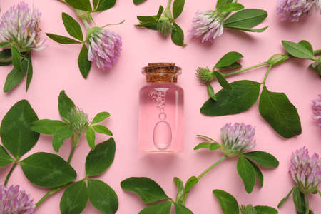 Beautiful clover flowers and bottle of essential oil on pink background, flat layの写真素材