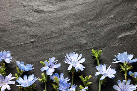 Beautiful chicory flowers on gray background, flat lay. Space for textの写真素材