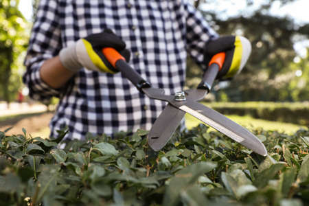 Woman trimming bush on sunny day, closeup. Gardening timeの写真素材
