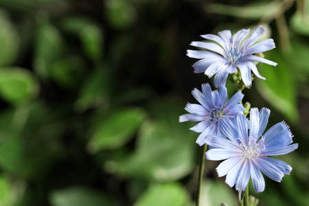 Beautiful blooming chicory flowers growing outdoors, closeup. Space for textの写真素材