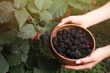 Woman with wooden bowl of ripe blackberries in garden, closeupの写真素材