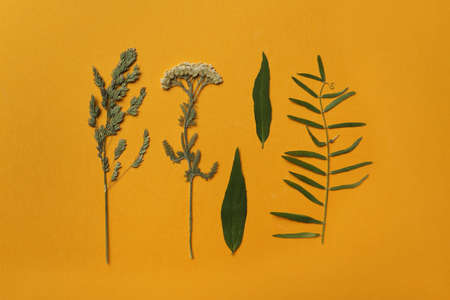 Pressed dried flower and plants on orange background, flat lay. Beautiful herbariumの写真素材