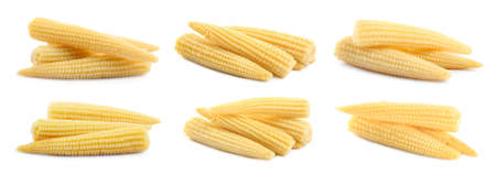 Set with tasty baby corn cobs on white background. Banner designの写真素材