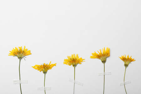 Pressed dried flowers on white background, space for text. Beautiful herbariumの写真素材