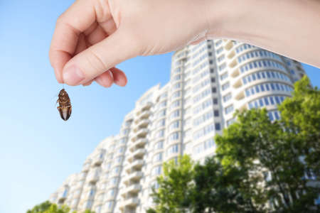 Woman holding dead cockroach and blurred view of modern buildings on background. Pest control