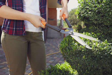 Woman trimming bush on sunny day, closeup. Gardening timeの写真素材