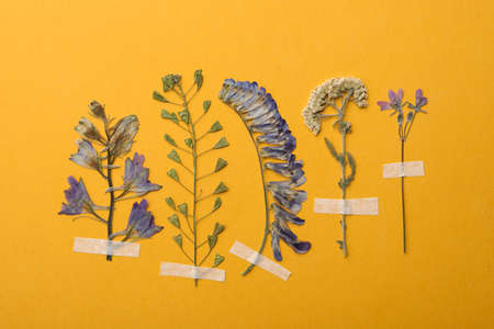 Pressed dried flowers on orange background. Beautiful herbarium