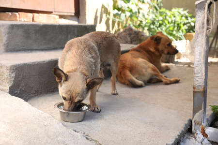 Dog drinking water on street. Heat stroke preventionの写真素材