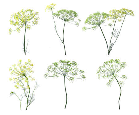 Set with fresh green dill flowers on white background