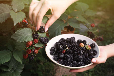 Woman gathering ripe blackberries into bowl in garden, closeupの写真素材