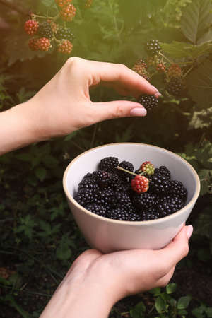 Woman gathering ripe blackberries into bowl in garden, closeupの写真素材