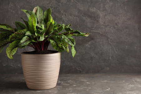 Sorrel plant in pot on gray table. Space for textの写真素材
