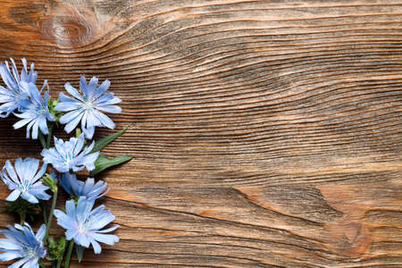 Beautiful chicory flowers on wooden background, flat lay. Space for textの写真素材