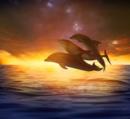 Beautiful bottlenose dolphins jumping out of sea at sunsetの写真素材