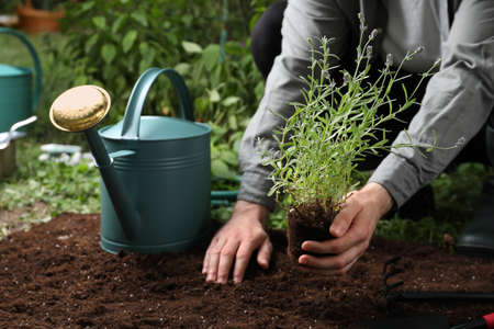 Man transplanting beautiful lavender flower into soil in garden, closeupの写真素材