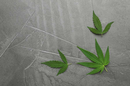 Lush green hemp leaves on gray stone background, flat lay. Space for textの写真素材