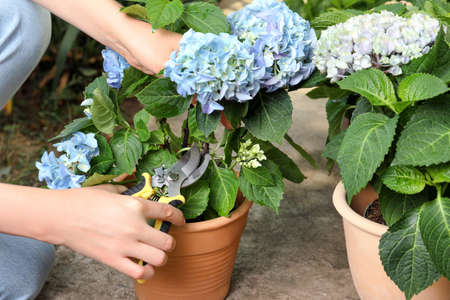 Woman pruning hortensia plant with shears outdoors, closeup