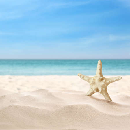 Beautiful sea star on sandy beach. Space for textの写真素材