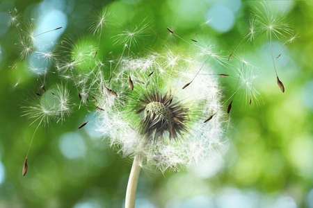 Beautiful fluffy dandelion and flying seeds outdoors on sunny dayの写真素材