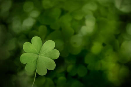 Beautiful fresh green clover leaf on blurred background, space for textの写真素材