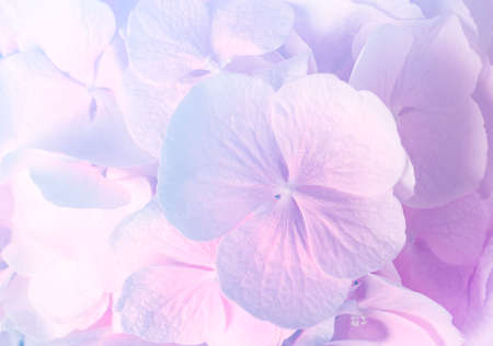 Hortensia plant with beautiful flowers, closeup. Toned in pink colorの写真素材