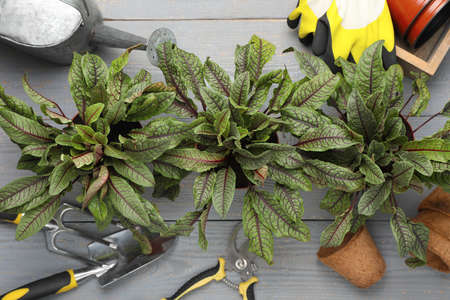 Potted sorrel plants and gardening tools on light gray wooden table, flat lay
