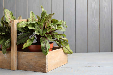 Potted sorrel plants on light gray wooden table. Space for text