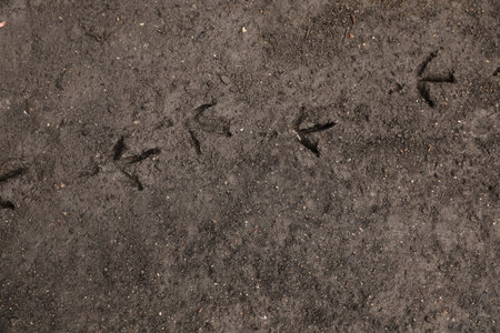 Texture of wet ground surface as background, top view