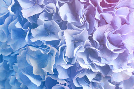 Hortensia plant with beautiful flowers, closeup. Toned in pastel colorsの写真素材