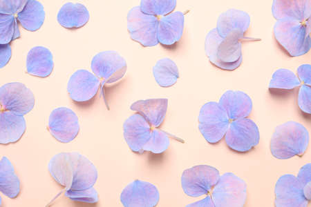 Beautiful hortensia plant florets on pale light beige background, flat layの写真素材