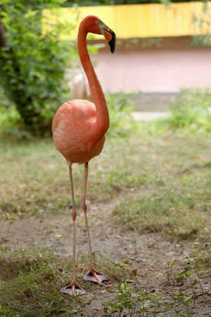 Beautiful Caribbean flamingo in zoo. Wading birdの写真素材